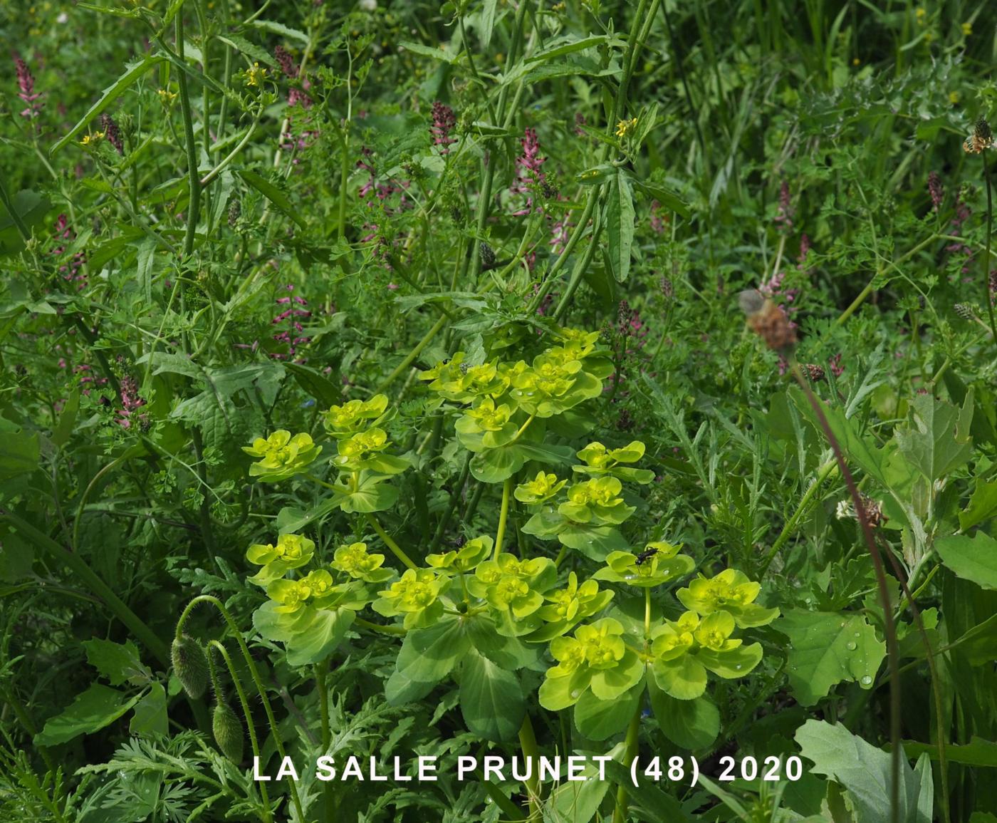 Spurge, Sun plant